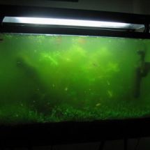 Чем вызвано цветение воды в аквариумах?